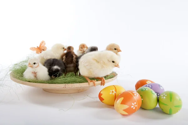 Muchas gallinas bebé cerca de huevos de Pascua —  Fotos de Stock