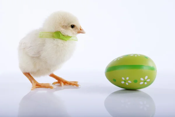 Sarı bebek tavuk ile yeşil Paskalya yortusu yumurta — Stok fotoğraf