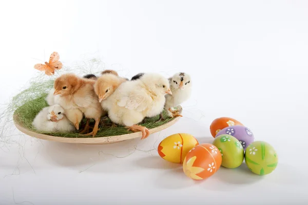 stock image Many baby chicken near Easter eggs