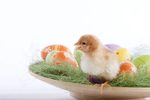 Un simpatico pollo bambino seduto nel bel mezzo di molti vernice di Pasqua — Foto Stock