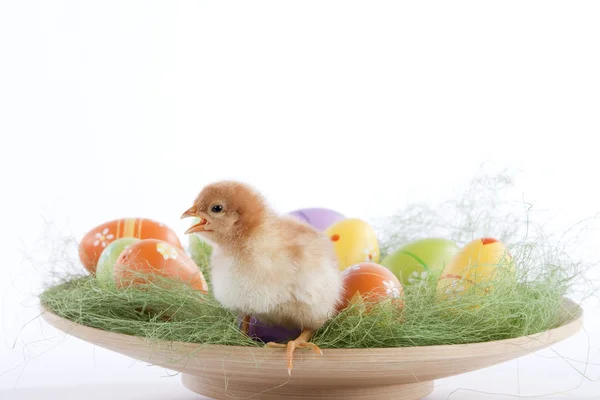 Ein süßes Baby-Huhn inmitten vieler Osterfarben — Stockfoto