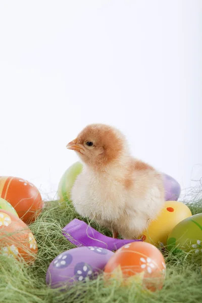 Een schattige baby kip zitten in het midden van vele Pasen verf — Stockfoto