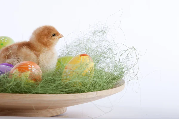 Jednego kurczaka słodkie dziecko siedzi w środku wiele Wielkanoc farby — Zdjęcie stockowe