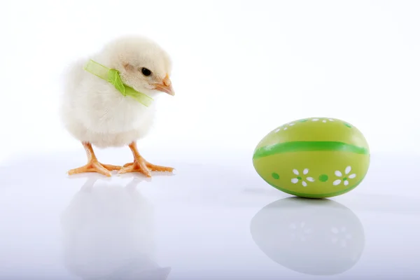 Frango bebé amarelo com ovo de Páscoa verde — Fotografia de Stock