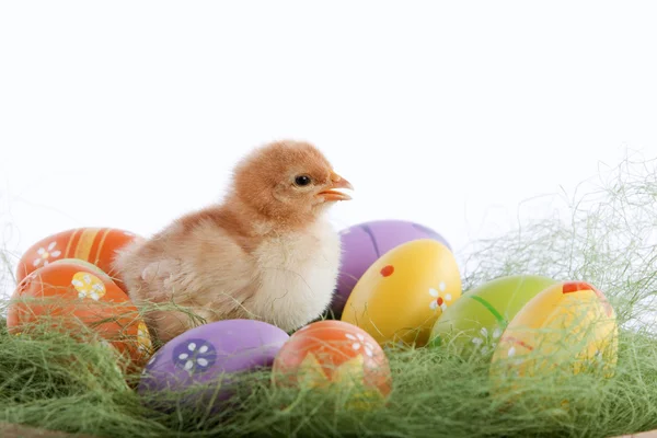 Jedno roztomilé dítě kuře sedící uprostřed mnoha velikonoční malování — Stock fotografie