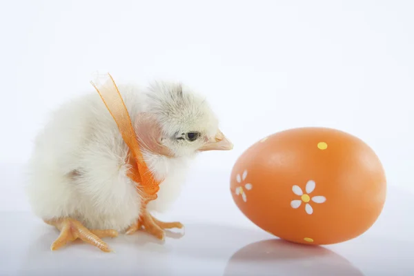 Newborn baby chicken with orange egg — Stok fotoğraf