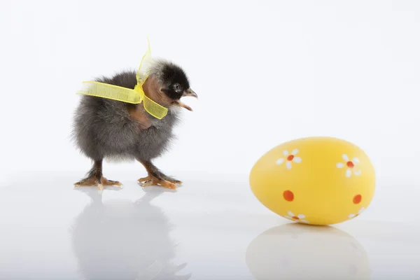 Poulet nouveau-né avec œuf jaune — Photo