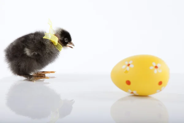 Nyfödda baby kyckling med gula ägg — Stockfoto