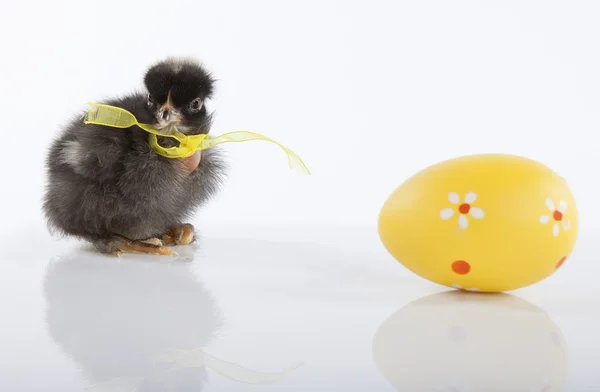 Newborn baby chicken with yellow egg — Stock Photo, Image