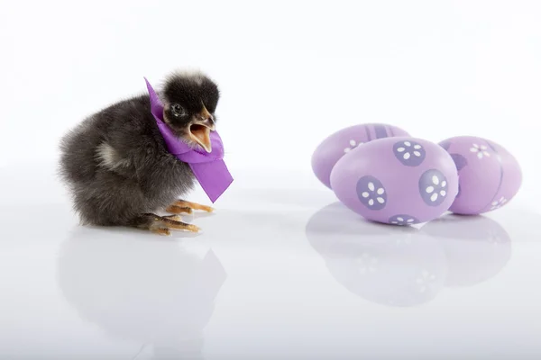 Söt svart nyfödda baby kyckling — Stockfoto