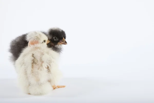 Two loving baby chicks — Stock Photo, Image