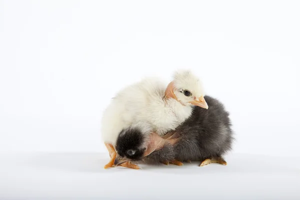 Dva milující baby kuřat — Stock fotografie