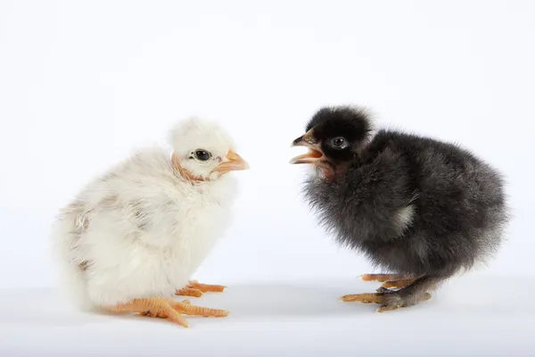 Dvě baby kuřat mluví — Stock fotografie