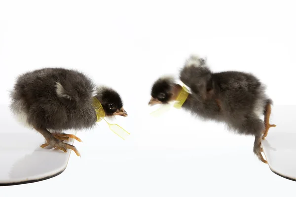 Composition of two black baby chicks — Stock Photo, Image