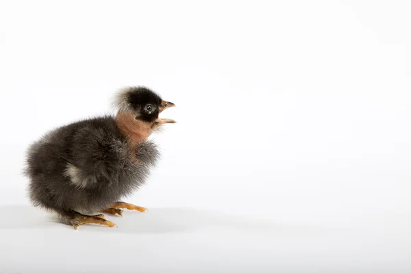 Funny naked neck baby chick shouting — Stock Photo, Image