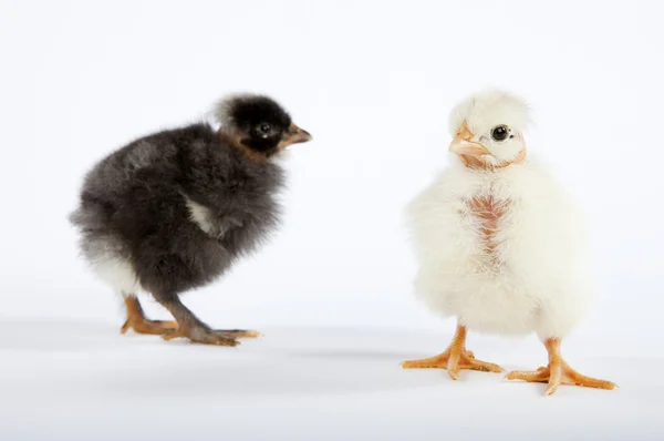 Dvě baby kuřat — Stock fotografie