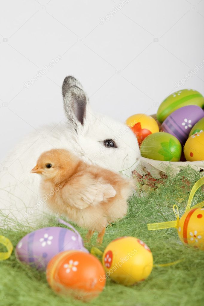 Red baby chicken and white bunny sitting on grass, surrounded by