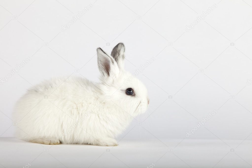 White baby bunny sitting on grey background