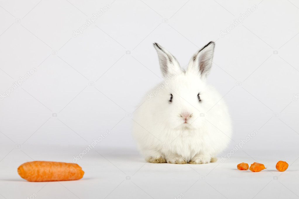 White bunny looking at camera with carrots next to him