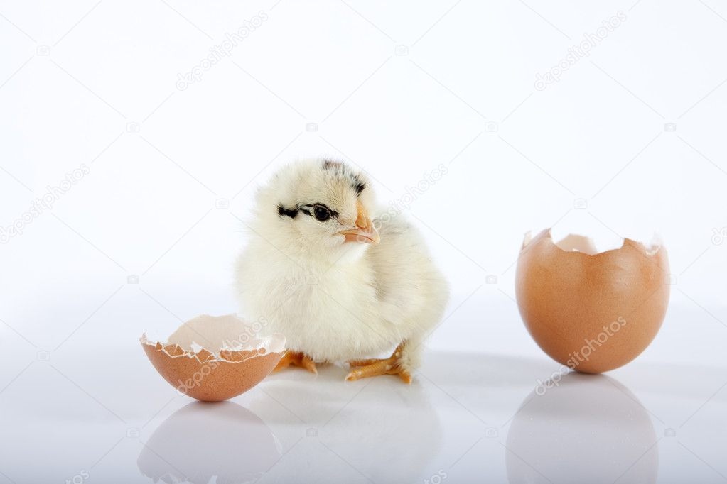 Beautiful yellow baby chick and eggshell