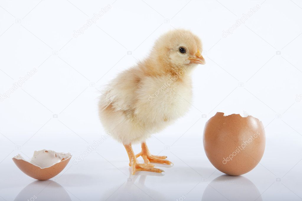 Cute baby chick near empty egg