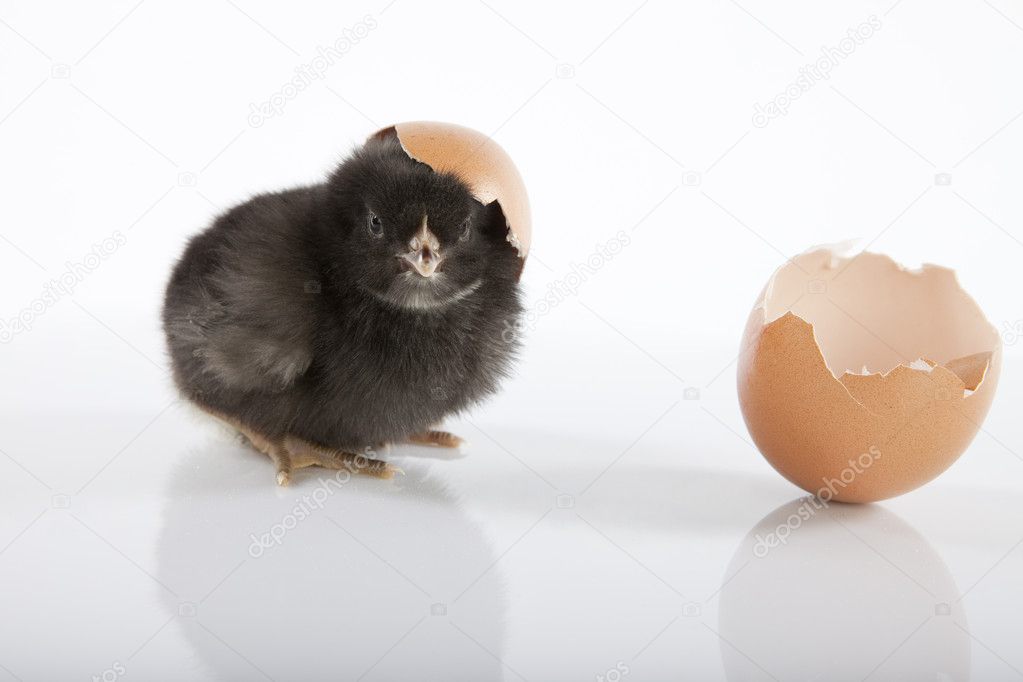 Adorable black baby chicken got out of an egg