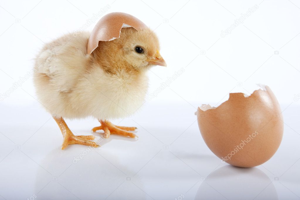 Adorable yellow baby chick and eggshell