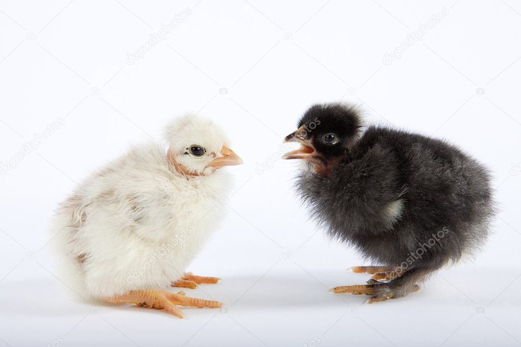 Two baby chicks talking