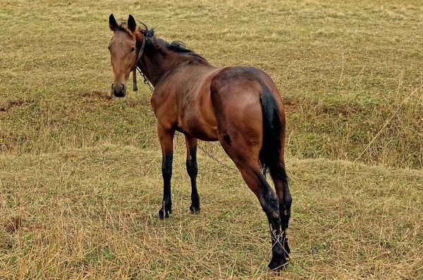 Cavalo da baía no prado — Fotografia de Stock
