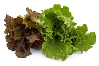 Two kinds of lettuce clipart