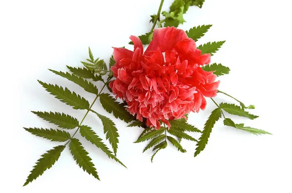Red Poppy Decorative — Stok fotoğraf