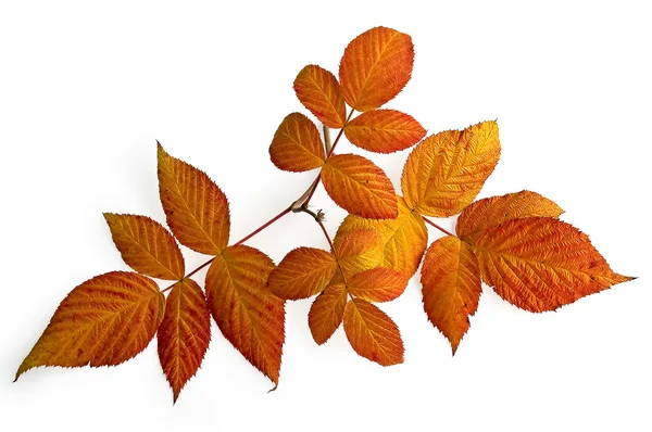 Κόκκινα φύλλα βατόμουρου — Φωτογραφία Αρχείου