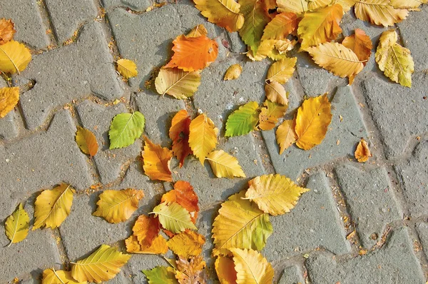 Žluté listí na chodníku — Stock fotografie