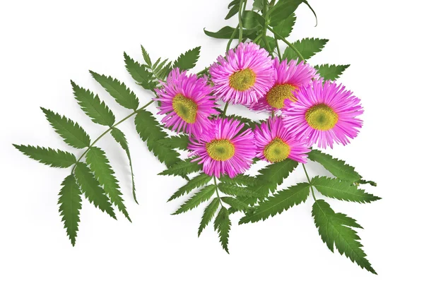 粉红色 astra 花束 — 图库照片