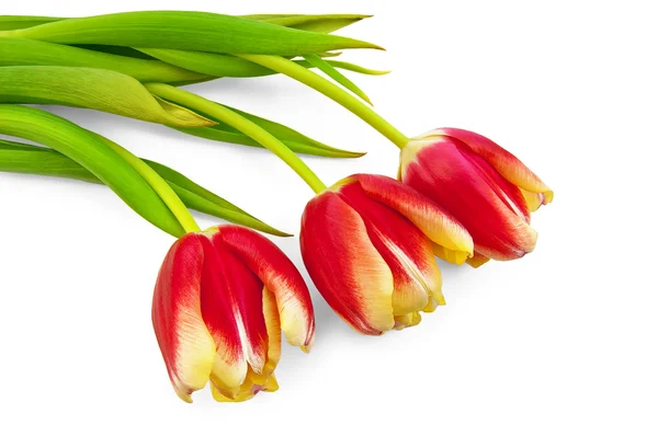 Три жовто червоних тюльпанів — стокове фото