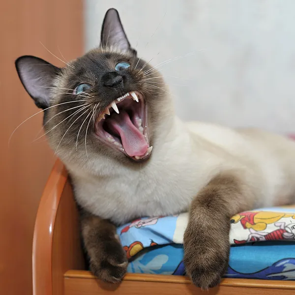 Сіамський кіт з блакитними очима — стокове фото