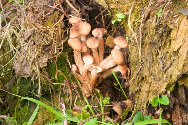 bir saplama üzerinde bal agarics