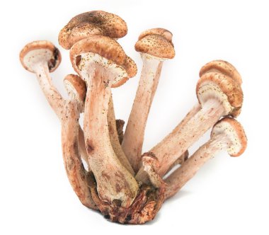 Canım agarics