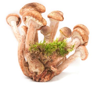 Canım agarics