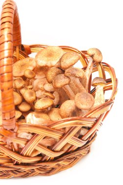 Honey agarics in a basket clipart
