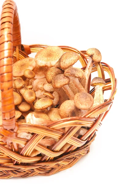 Honey agarics in a basket — Stock Photo, Image