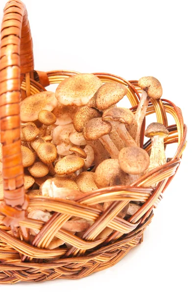 Honey agarics in a basket — Stock Image Honey agarics in a basket Royalty Free Stock Images