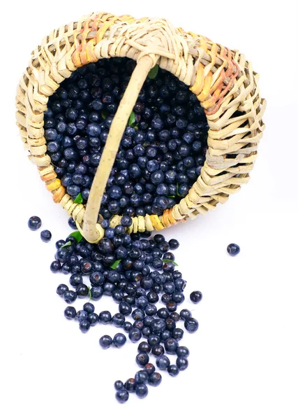 Bilberry in a basket — Stock Photo, Image