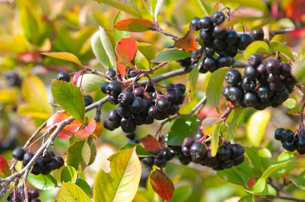 Chokeberry negro (Aronia ) — Foto de Stock