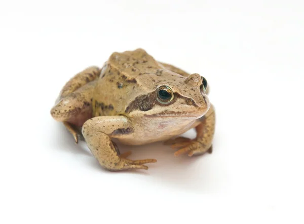 stock image The Frog