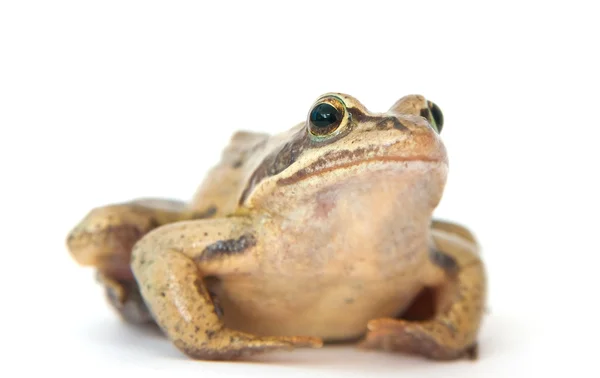 stock image Frog on a white background