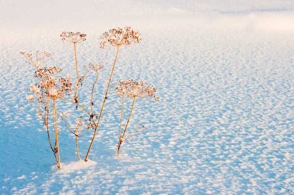 Image Dry Fennel Snow — Stock Photo, Image