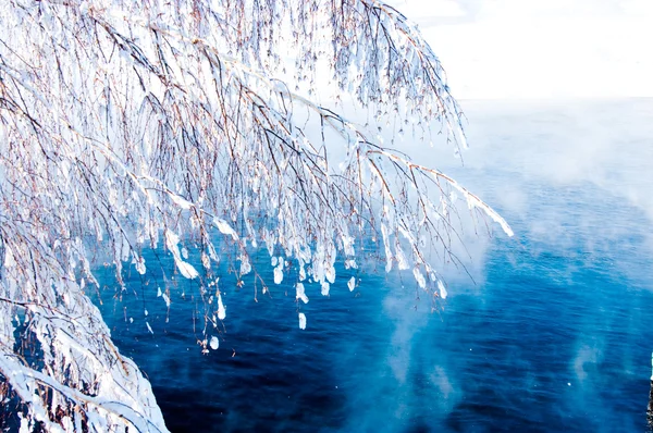 Κλαδιά ενός δέντρου καλυμμένα με παγετός — Φωτογραφία Αρχείου