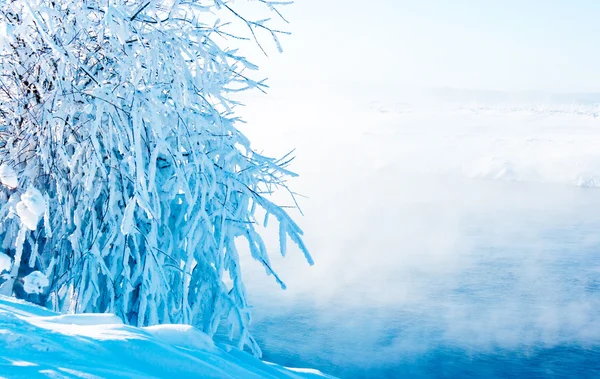 Гілки Дерева Покриті Калюжею Проти Замерзання Водойми — стокове фото