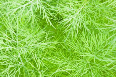 Fennel plant (Foeniculum vulgare) leaves in closeup clipart